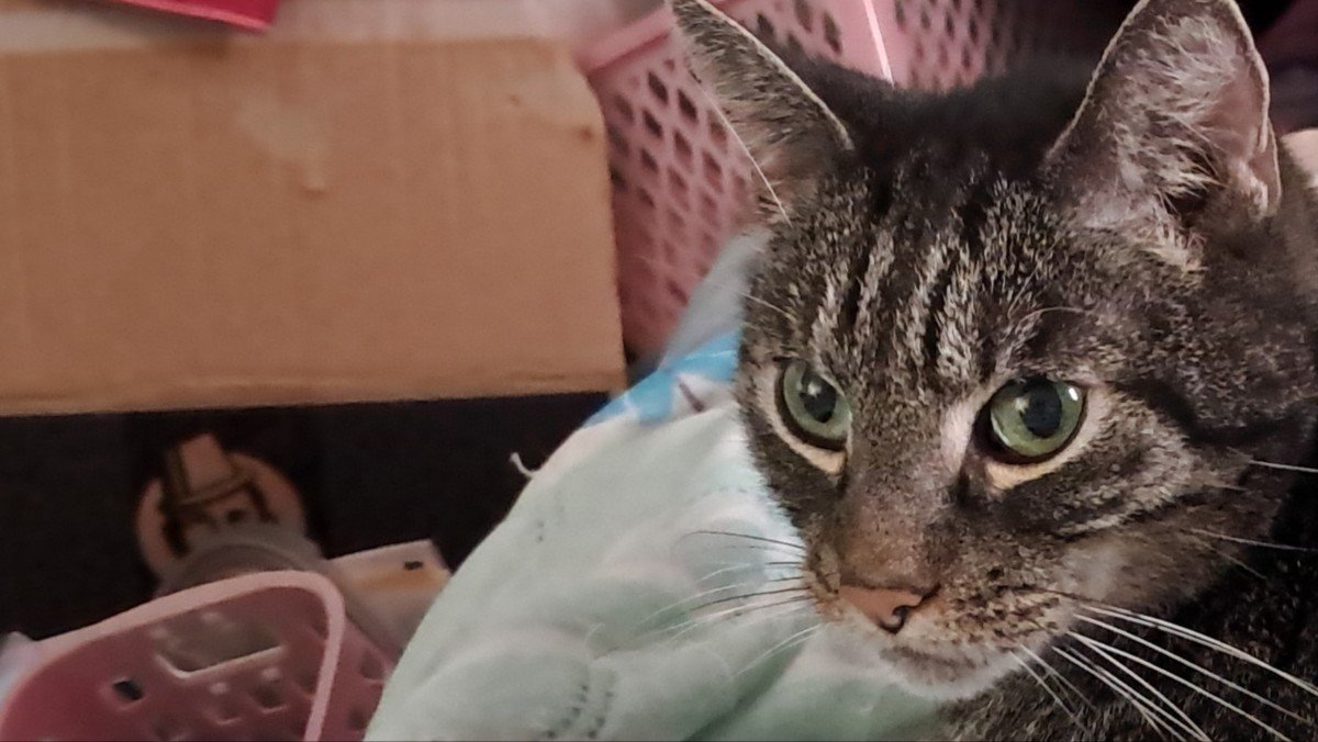 ** SPOED *** Muis