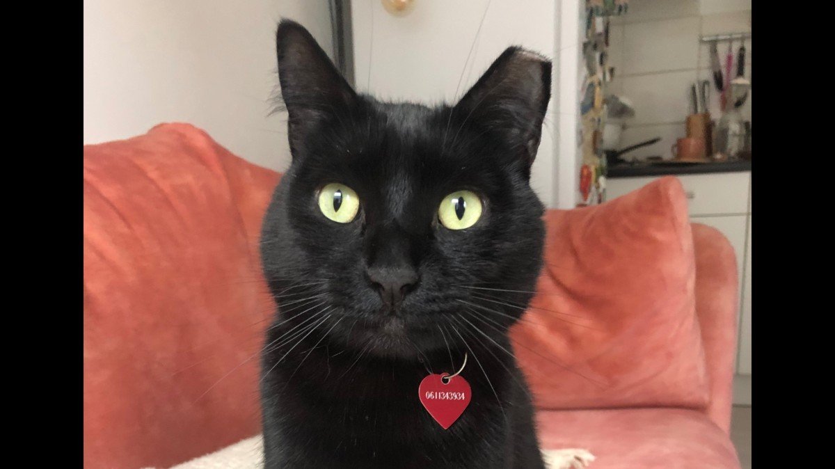 Harper