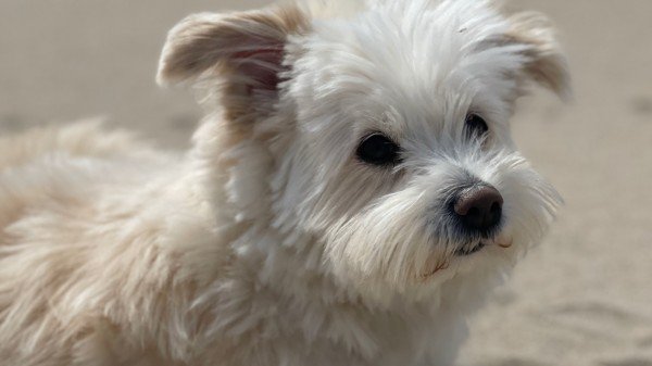 Muffin