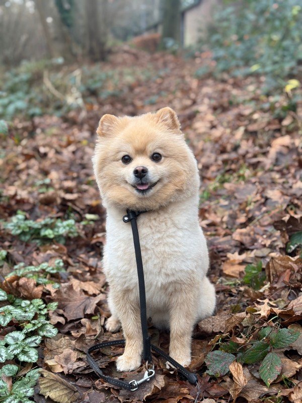 Teddy