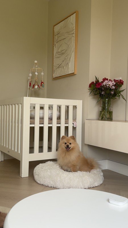 Teddy