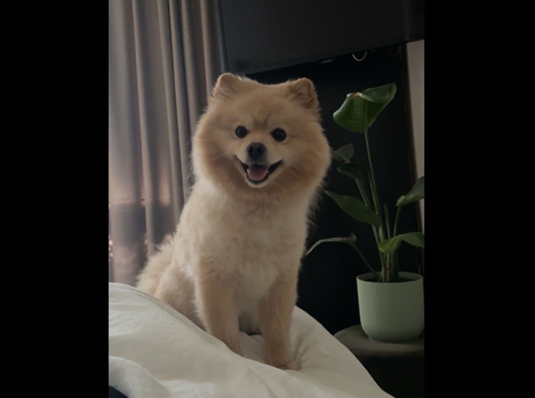 Teddy