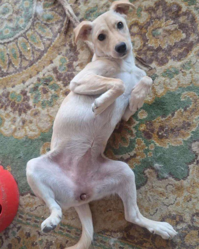 Lola