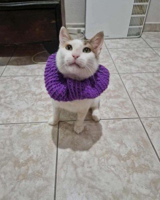 Mira