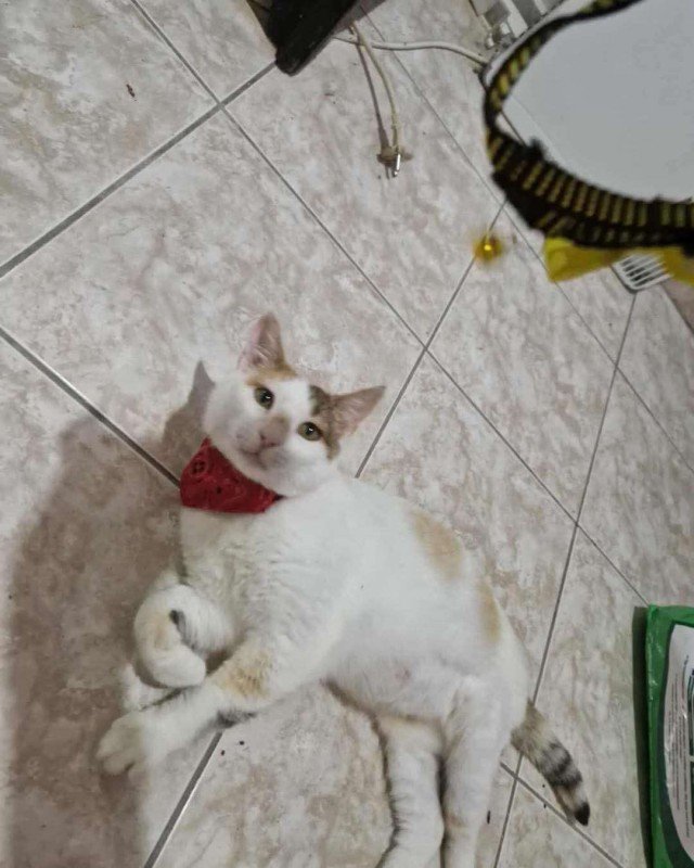 Mira