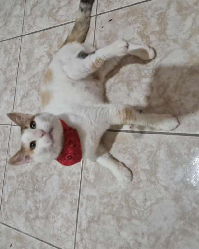 Mira