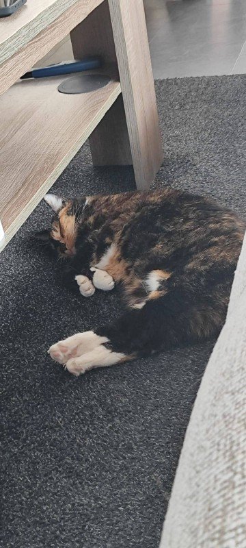 Poes