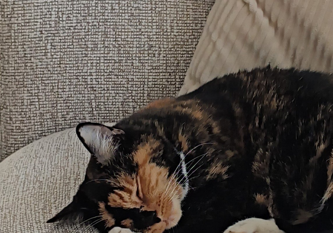 Poes