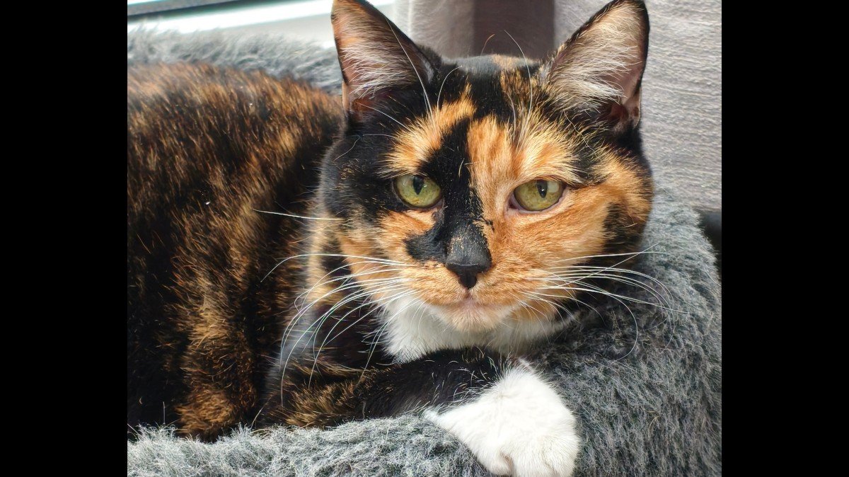 Poes