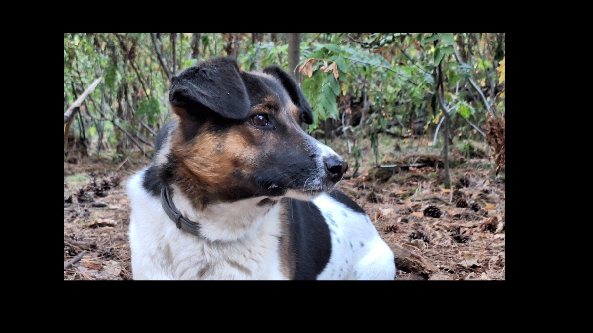 Dora