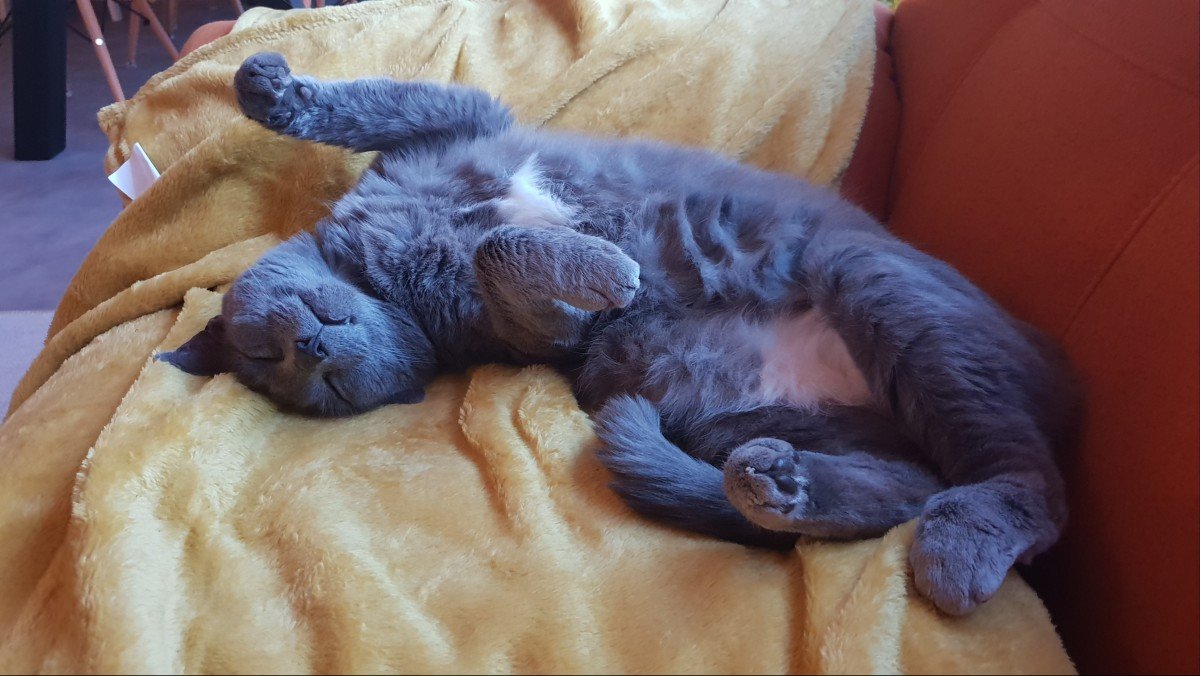 Gijs