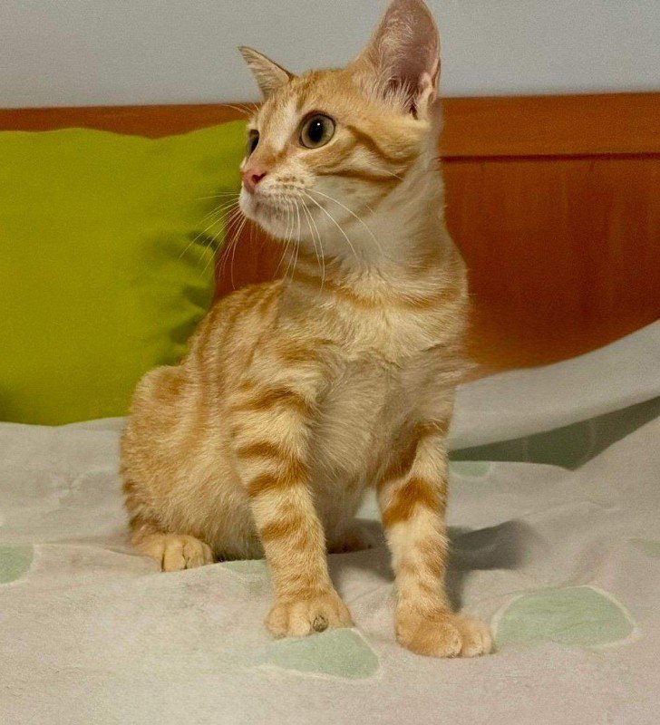 Carloto