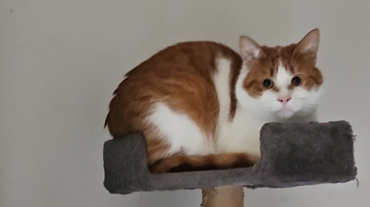 Hendrik