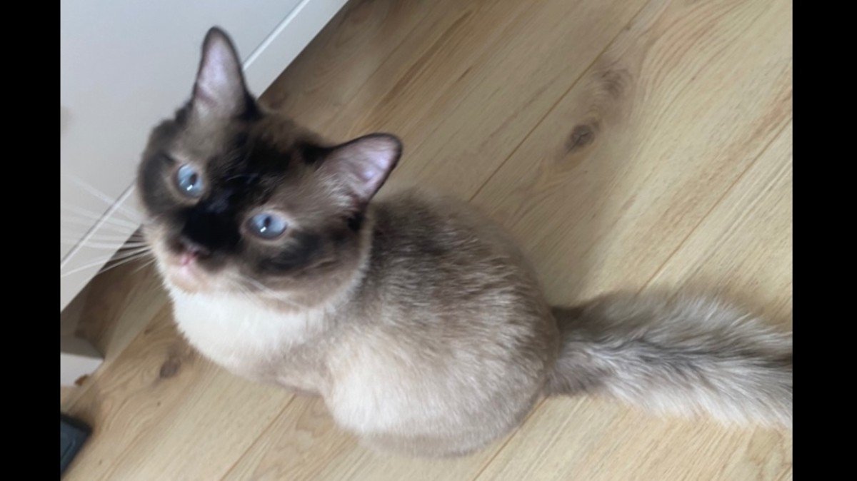 Simba