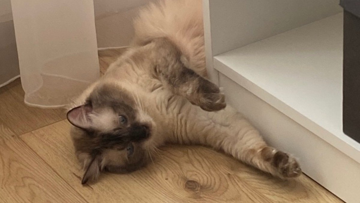 Simba