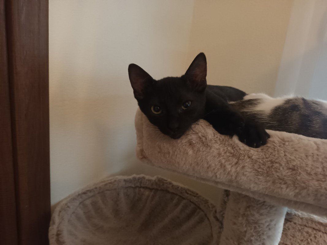 Vinnie