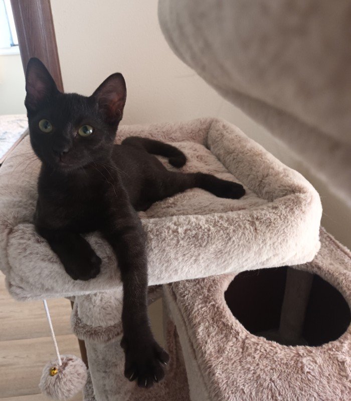 Vinnie