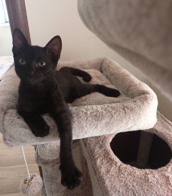 Vinnie