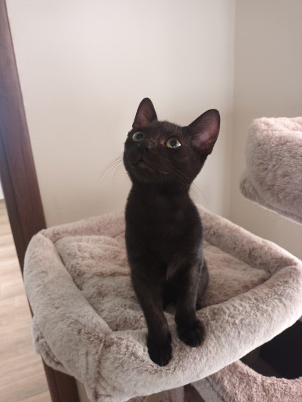 Vinnie