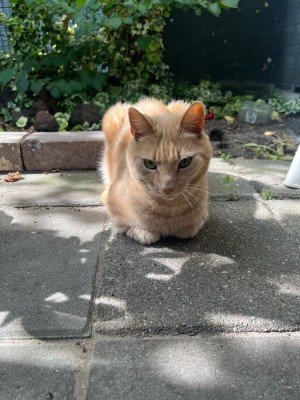 Oranje