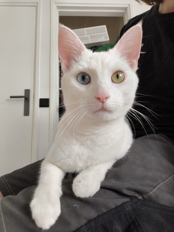 Bodi