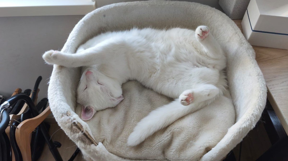Bodi