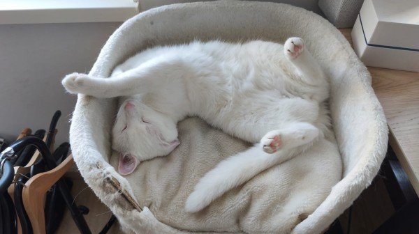 Bodi