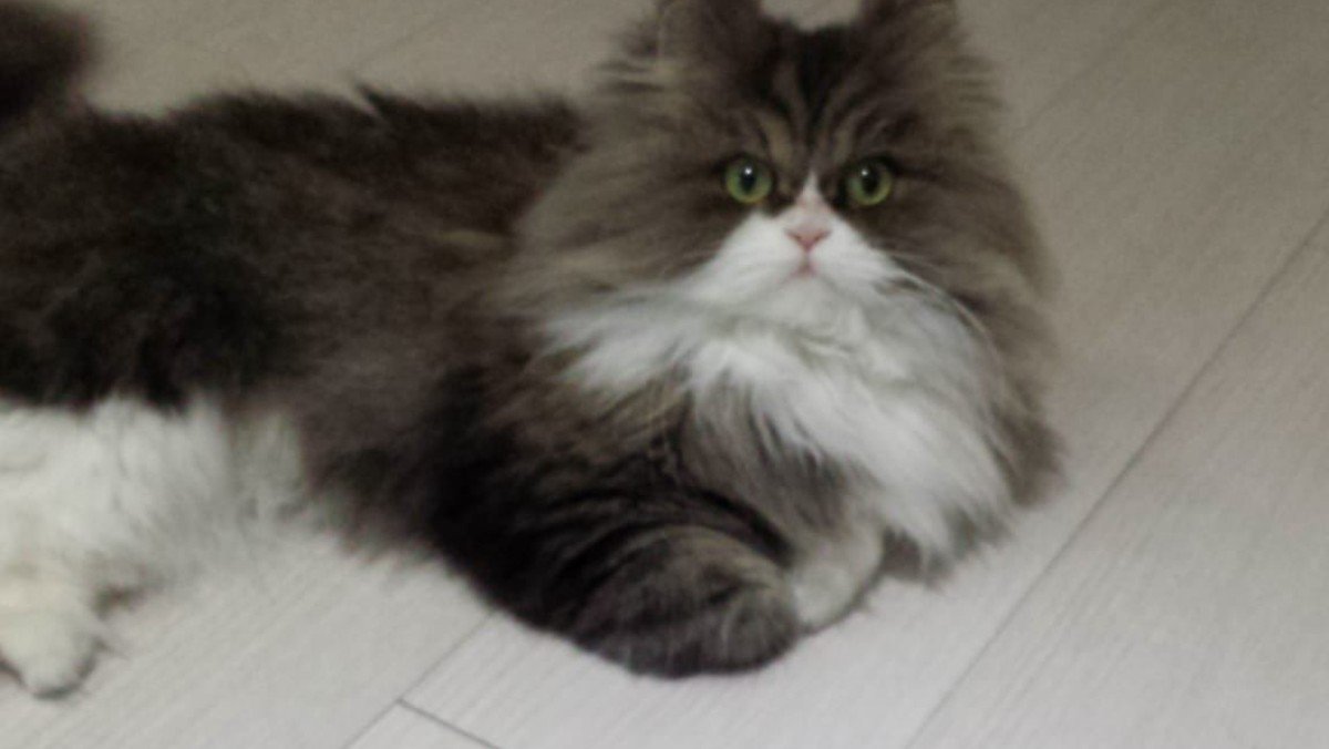 Pishi