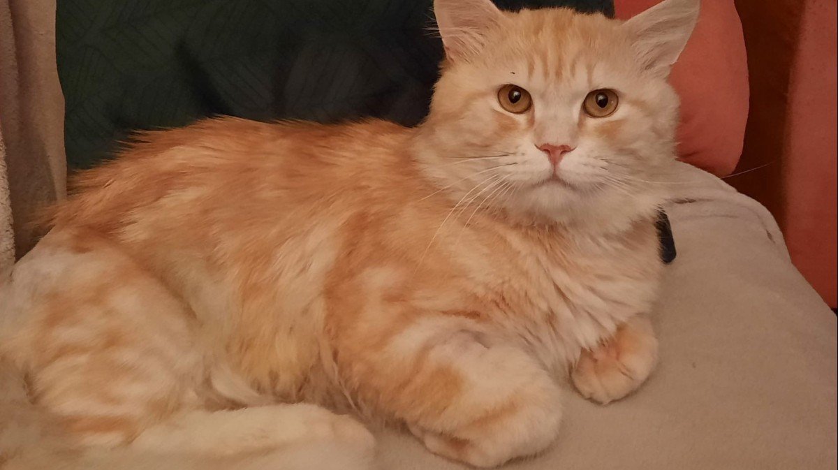 Garfield (de enige echte)