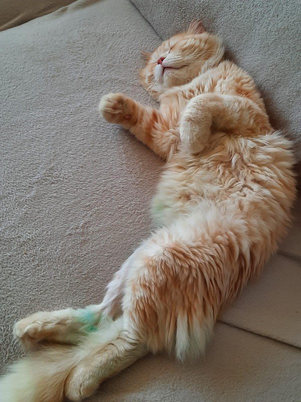 Garfield (de enige echte)