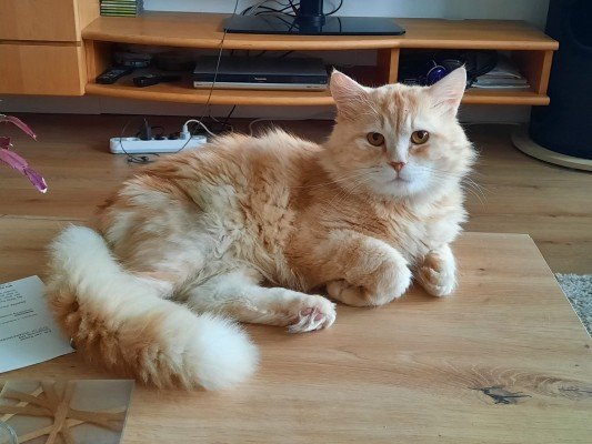 de enige echte Garfield