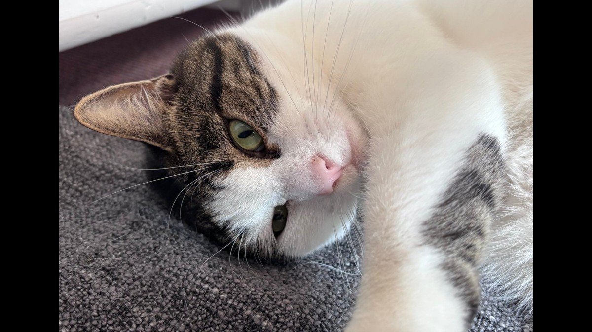 Cloë