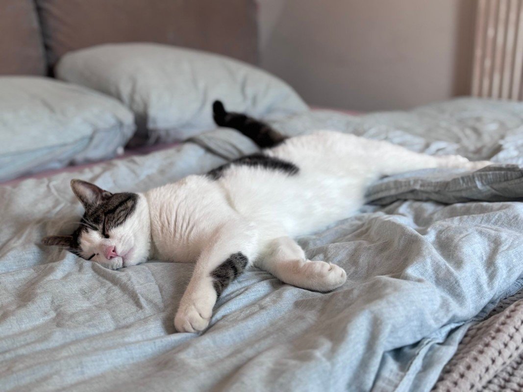Cloë