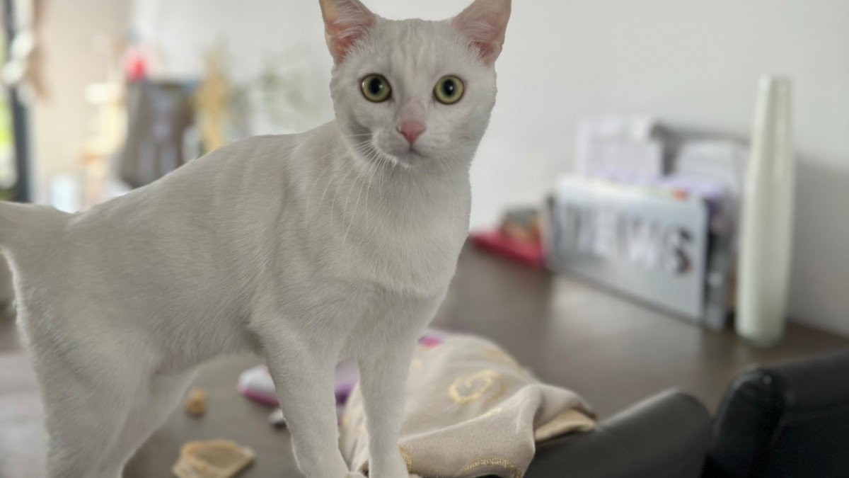Mimi
