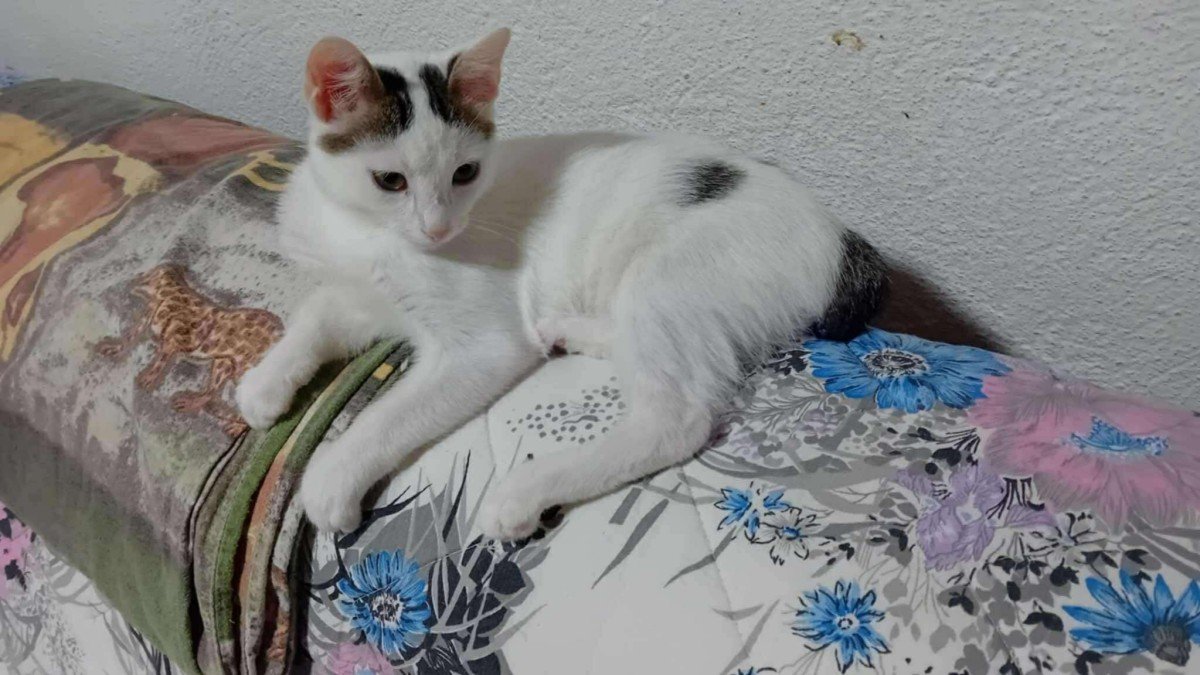 Mimi
