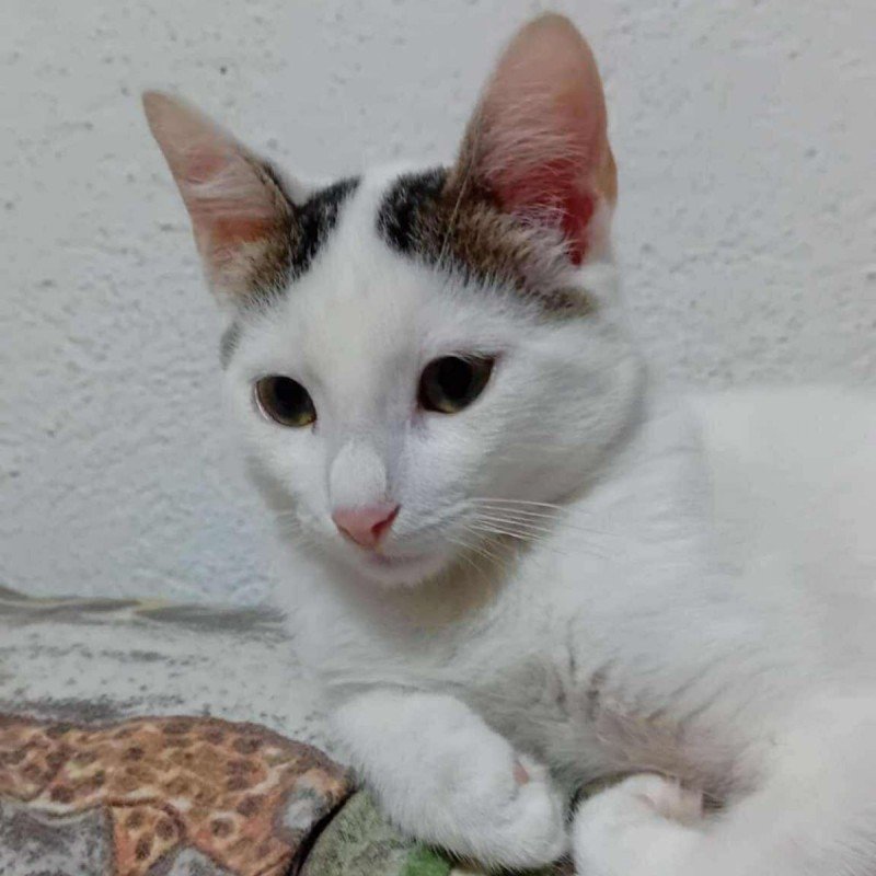 Mimi