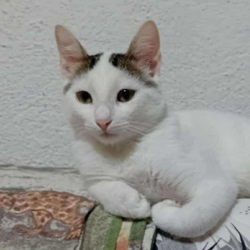 Mimi