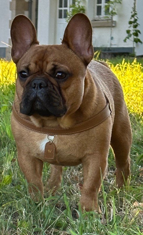 Willem