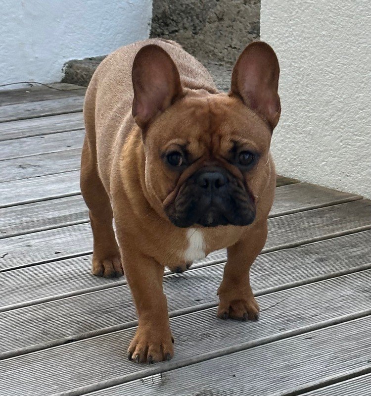 Willem
