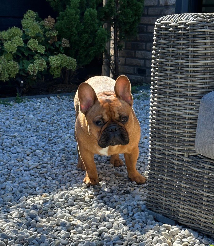 Willem