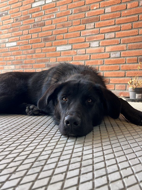 Nova