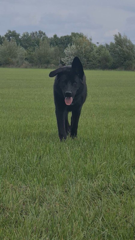 Nova