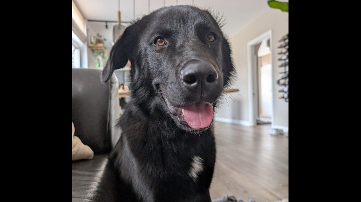 Nova