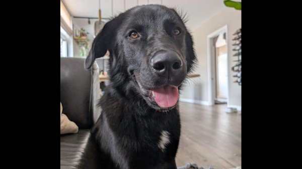 Nova