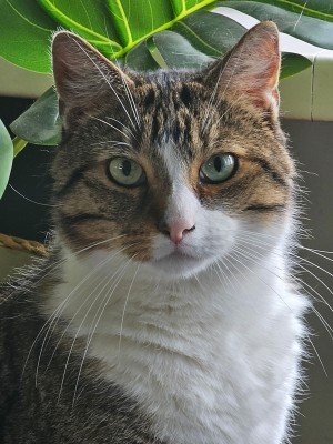 Tijger