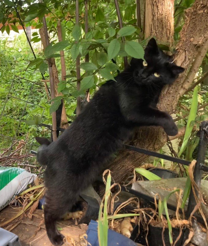 Blacky
