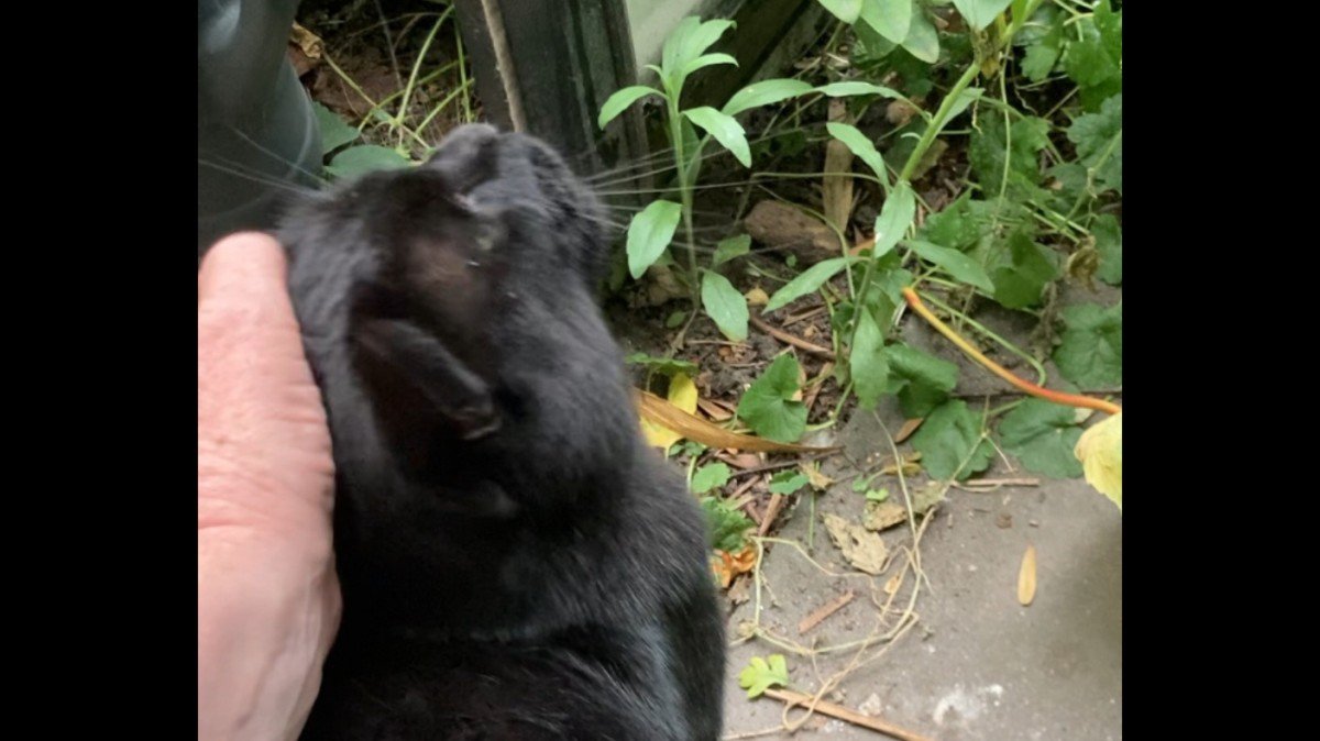 Blacky