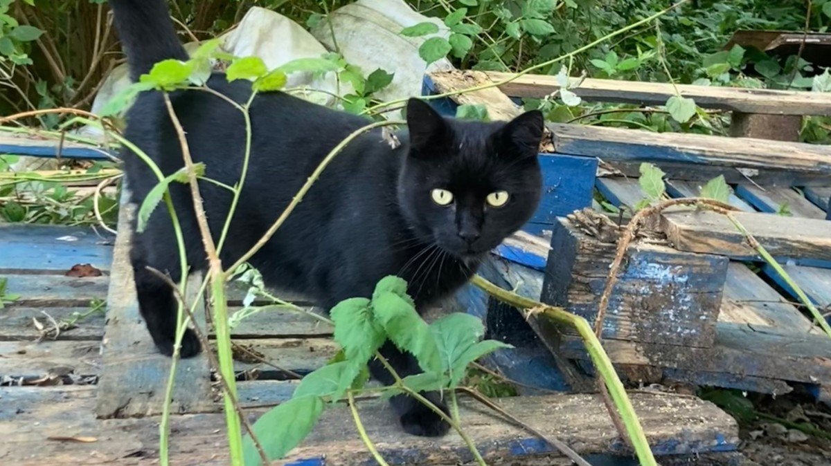 Blacky
