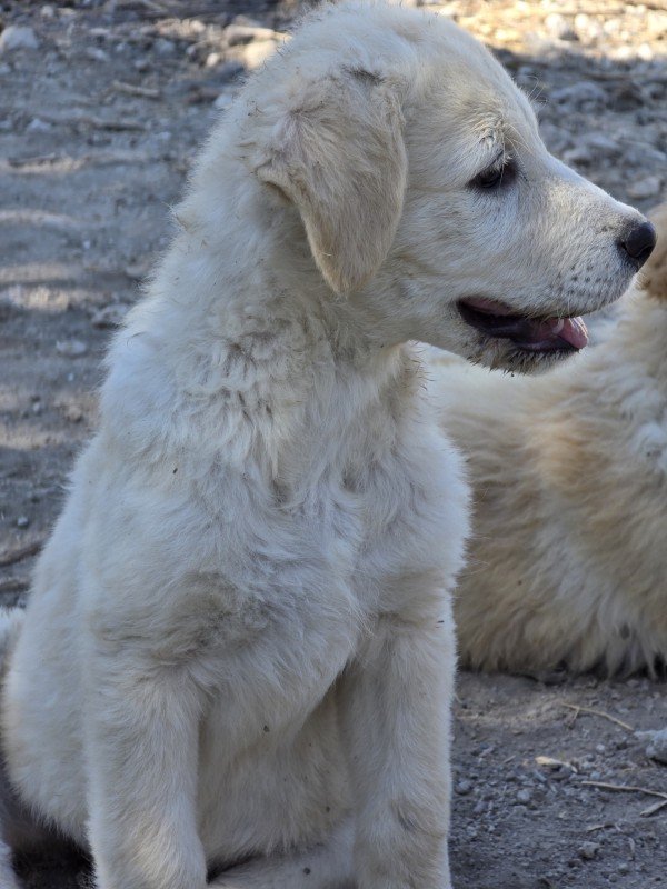 Maja
