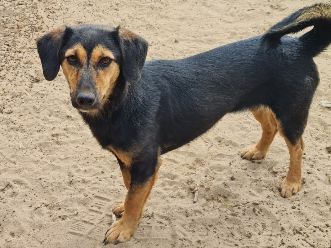 Amara